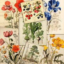 Load image into Gallery viewer, Vintage Botanical PDF Magazines & Images Huge Collection On DVD-ROM