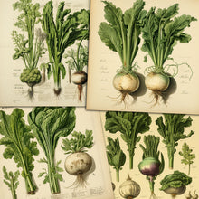 Load image into Gallery viewer, Vintage Botanical PDF Magazines & Images Huge Collection On DVD-ROM