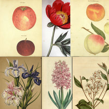 Load image into Gallery viewer, Vintage Botanical PDF Magazines & Images Huge Collection On DVD-ROM