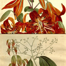 Load image into Gallery viewer, Vintage Botanical PDF Magazines & Images Huge Collection On DVD-ROM