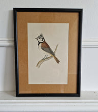 Load image into Gallery viewer, Original 1891 hand coloured bird print in black metal picture frame Crested Tit Vintage Print Framed
