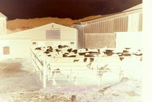 Load image into Gallery viewer, Vintage Kodak Kodachrome Slide Negative Cows In Farm, Factory Farming, Milking
