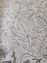 Load image into Gallery viewer, Vintage Book Plate: Botanical Leaf Leaves Illustrations All the Familiar British Trees Ideal for fra
