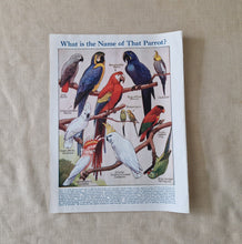 Load image into Gallery viewer, Vintage Drawing Image Book Plate Parrot Bird Image Illustrations What is the Name Of That Parrot? Co
