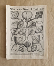 Load image into Gallery viewer, Ray Fish Image Illustrations Vintage Drawing Image Book Plate, What is The Name of That Fish? Old An
