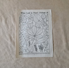 Load image into Gallery viewer, Vintage Book Plate: Botanical Leaf Leaves Illustrations What Leaf is That? Foliage Of Ideal for fram
