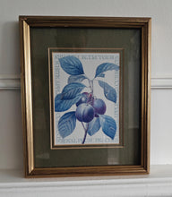 Load image into Gallery viewer, Vintage Botanical Print Royal Plum by Pierre-Joseph Redouté , Galison Museum Reproduction – 28x22.5c
