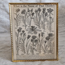 Load image into Gallery viewer, Vintage Botanical Thistle Plant Illustration – Framed Genuine Vintage Book Plate (1930s)
