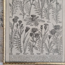 Load image into Gallery viewer, Vintage Botanical Thistle Plant Illustration – Framed Genuine Vintage Book Plate (1930s)
