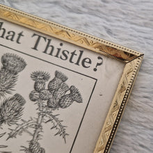 Load image into Gallery viewer, Vintage Botanical Thistle Plant Illustration – Framed Genuine Vintage Book Plate (1930s)
