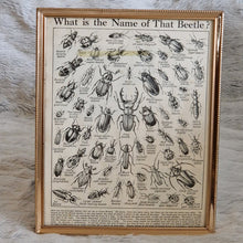 Load image into Gallery viewer, Vintage Beetle Insect Illustration Print In Frame Wall Hanging – Framed Genuine Vintage Book Plate (1930s)
