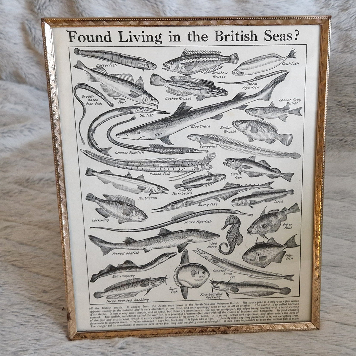 Vintage Fish Illustrations Print Wall Hanging Frame – Framed Genuine Vintage Book Plate (1930s)