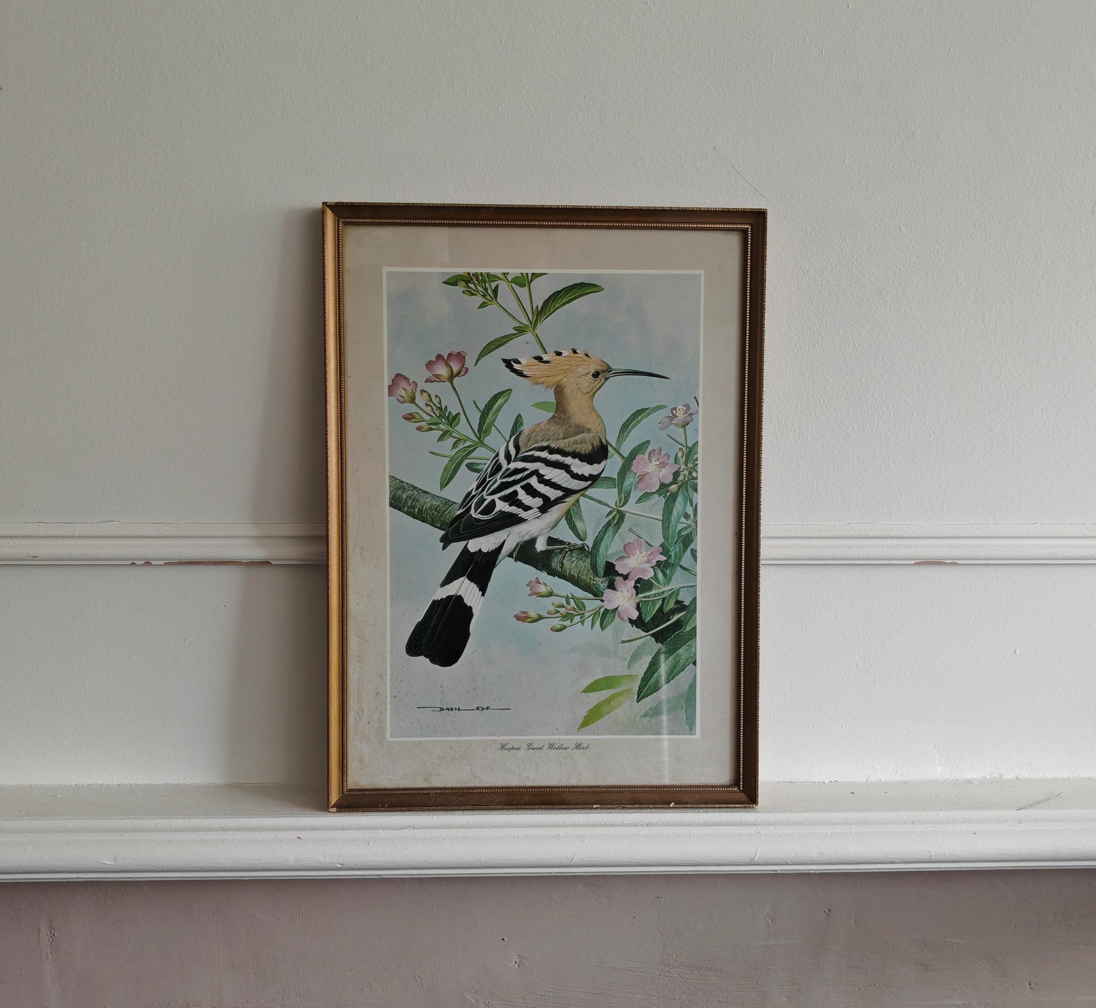 Vintage Bird Print Hoopoe - Great Willow Herb by Basil Ede , Framed Nature Illustration , 39x28.5cm