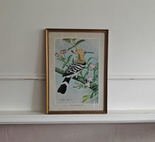 Load image into Gallery viewer, Vintage Bird Print Hoopoe - Great Willow Herb by Basil Ede , Framed Nature Illustration , 39x28.5cm
