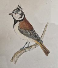Load image into Gallery viewer, Original 1891 hand coloured bird print in black metal picture frame Crested Tit Vintage Print Framed
