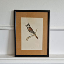 Load image into Gallery viewer, Original 1891 hand coloured bird print in black metal picture frame Crested Tit Vintage Print Framed

