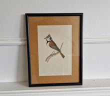 Load image into Gallery viewer, Original 1891 hand coloured bird print in black metal picture frame Crested Tit Vintage Print Framed
