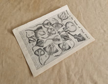 Load image into Gallery viewer, Ray Fish Image Illustrations Vintage Drawing Image Book Plate, What is The Name of That Fish? Old An
