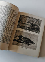 Load image into Gallery viewer, Nature by Day by Arthur R. Thompson 1934 Reprint Vintage Wildlife Book
