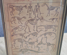 Load image into Gallery viewer, Vintage Style Animal Skeleton Chart Print in A4 Wooden Frame with Gold Border – Natural History Wall
