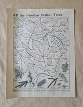 Load image into Gallery viewer, Vintage Book Plate: Botanical Leaf Leaves Illustrations All the Familiar British Trees Ideal for fra
