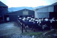 Load image into Gallery viewer, Vintage Kodak Kodachrome Slide Negative Cows In Farm, Factory Farming, Milking
