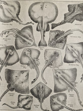 Load image into Gallery viewer, Ray Fish Image Illustrations Vintage Drawing Image Book Plate, What is The Name of That Fish? Old An
