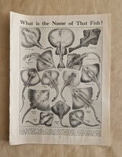 Load image into Gallery viewer, Ray Fish Image Illustrations Vintage Drawing Image Book Plate, What is The Name of That Fish? Old An
