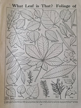Load image into Gallery viewer, Vintage Book Plate: Botanical Leaf Leaves Illustrations What Leaf is That? Foliage Of Ideal for fram
