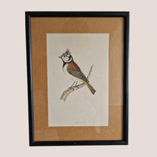 Load image into Gallery viewer, Original 1891 hand coloured bird print in black metal picture frame Crested Tit Vintage Print Framed
