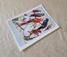 Load image into Gallery viewer, Vintage Drawing Image Book Plate Parrot Bird Image Illustrations What is the Name Of That Parrot? Co
