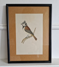 Load image into Gallery viewer, Original 1891 hand coloured bird print in black metal picture frame Crested Tit Vintage Print Framed
