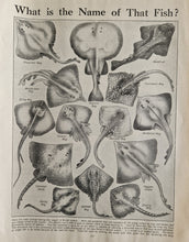 Load image into Gallery viewer, Ray Fish Image Illustrations Vintage Drawing Image Book Plate, What is The Name of That Fish? Old An
