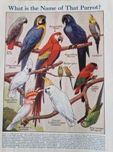 Load image into Gallery viewer, Vintage Drawing Image Book Plate Parrot Bird Image Illustrations What is the Name Of That Parrot? Co
