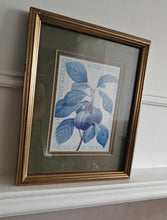 Load image into Gallery viewer, Vintage Botanical Print Royal Plum by Pierre-Joseph Redouté , Galison Museum Reproduction – 28x22.5c
