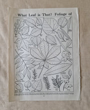 Load image into Gallery viewer, Vintage Book Plate: Botanical Leaf Leaves Illustrations What Leaf is That? Foliage Of Ideal for fram
