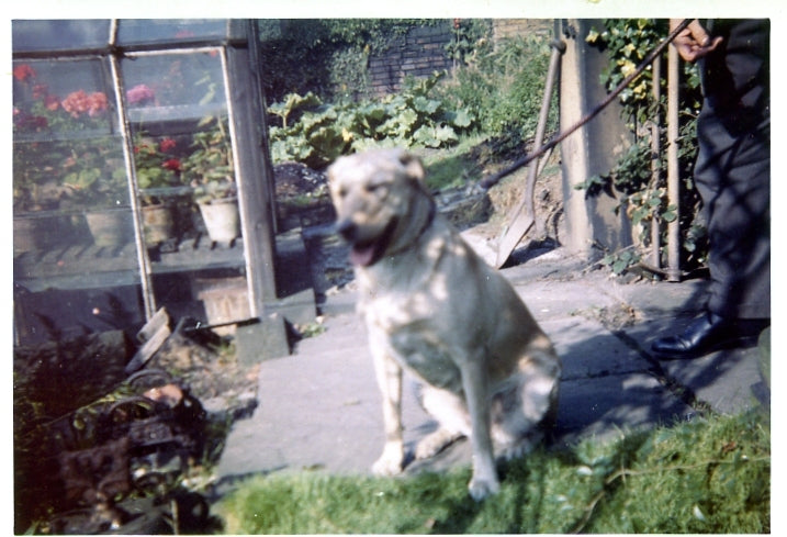 Vintage Kodak Paper Colour Photograph Man Holding A Dog In The Garden Blurry Pic