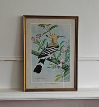Load image into Gallery viewer, Vintage Bird Print Hoopoe - Great Willow Herb by Basil Ede , Framed Nature Illustration , 39x28.5cm
