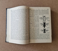 Load image into Gallery viewer, The Daily Express Encyclopædia Volume II BED To CIG 1934 Publication
