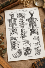 Load image into Gallery viewer, Vintage Human Anatomy Backbone Spine Skeleton Medical Diagram A4 Art Print
