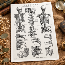 Load image into Gallery viewer, Vintage Human Anatomy Backbone Spine Skeleton Medical Diagram A4 Art Print
