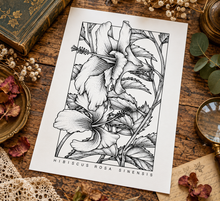 Load image into Gallery viewer, Hibiscus Rosa Sinensis Botanical Art Print A4 Black White Floral Wall Decor
