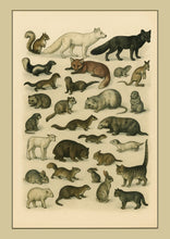 Load image into Gallery viewer, Wild Animal Illustrations Wall Art | A4 Printable Digital Download | Vintage Nature Animal Poster | Instant Download PDF JPEG File
