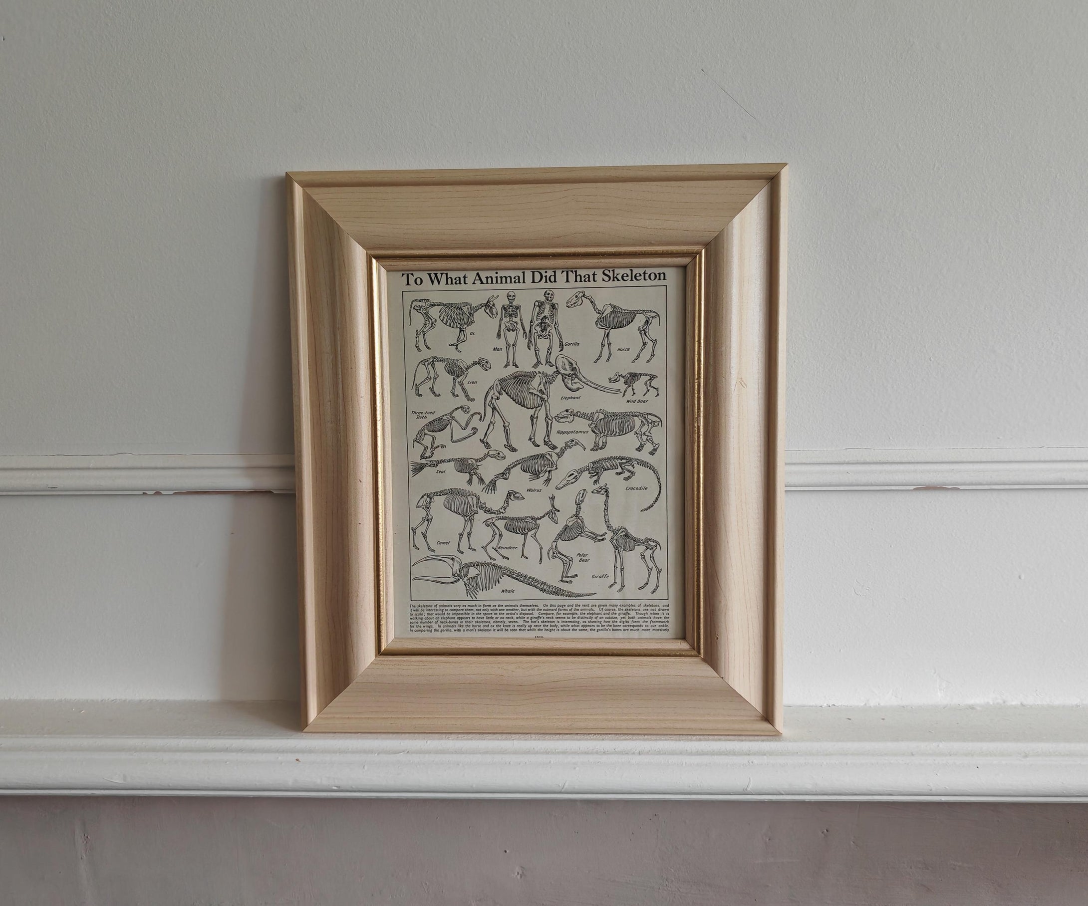 Vintage Framed Skeleton Print To What Animal Did That Skeleton Belong? Educational Zoological Anatom