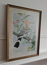 Load image into Gallery viewer, Vintage Bird Print Hoopoe - Great Willow Herb by Basil Ede , Framed Nature Illustration , 39x28.5cm
