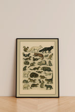 Load image into Gallery viewer, Wild Animal Illustrations Wall Art | A4 Printable Digital Download | Vintage Nature Animal Poster | Instant Download PDF JPEG File
