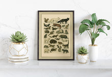 Load image into Gallery viewer, Wild Animal Illustrations Wall Art | A4 Printable Digital Download | Vintage Nature Animal Poster | Instant Download PDF JPEG File
