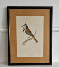Load image into Gallery viewer, Original 1891 hand coloured bird print in black metal picture frame Crested Tit Vintage Print Framed
