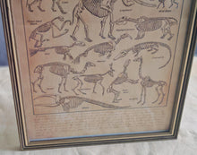 Load image into Gallery viewer, Vintage Style Animal Skeleton Chart Print in A4 Wooden Frame with Gold Border – Natural History Wall
