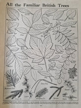 Load image into Gallery viewer, Vintage Book Plate: Botanical Leaf Leaves Illustrations All the Familiar British Trees Ideal for fra
